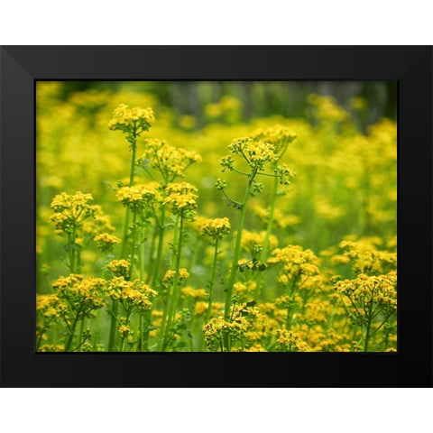 Field 16 Black Modern Wood Framed Art Print by Lee, Rachel