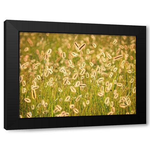 Field 17 Black Modern Wood Framed Art Print with Double Matting by Lee, Rachel