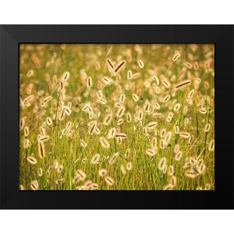 Field 17 Black Modern Wood Framed Art Print by Lee, Rachel