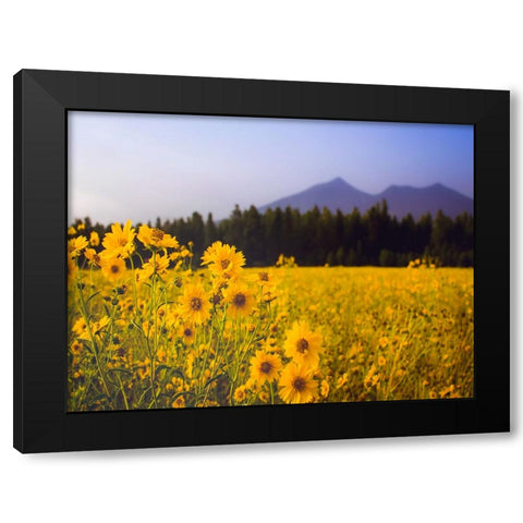Field 22 Black Modern Wood Framed Art Print with Double Matting by Lee, Rachel