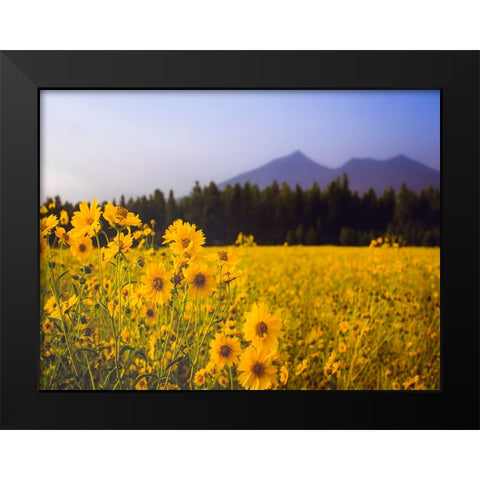 Field 22 Black Modern Wood Framed Art Print by Lee, Rachel