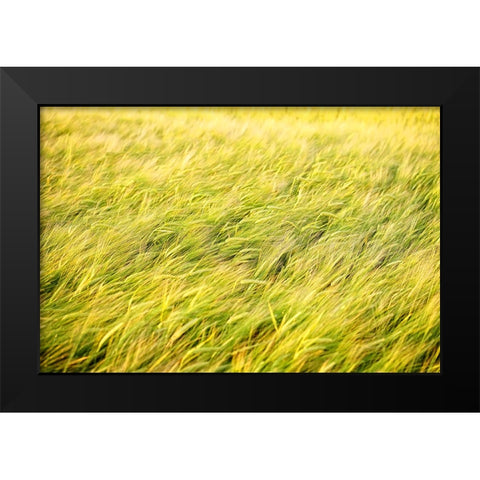 Field 8 Black Modern Wood Framed Art Print by Lee, Rachel