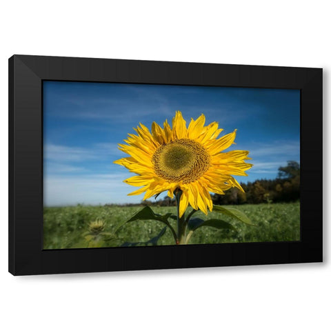 Flower 15 Black Modern Wood Framed Art Print by Lee, Rachel