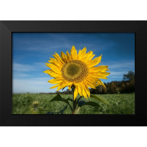Flower 15 Black Modern Wood Framed Art Print by Lee, Rachel