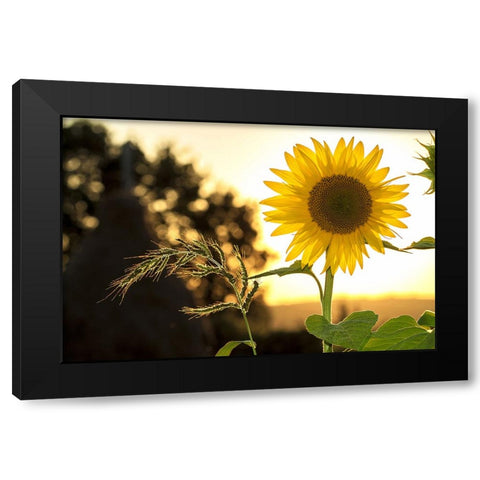 Flower 16 Black Modern Wood Framed Art Print with Double Matting by Lee, Rachel
