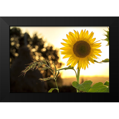 Flower 16 Black Modern Wood Framed Art Print by Lee, Rachel
