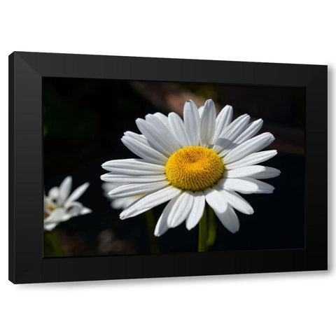 Flower 17 Black Modern Wood Framed Art Print with Double Matting by Lee, Rachel