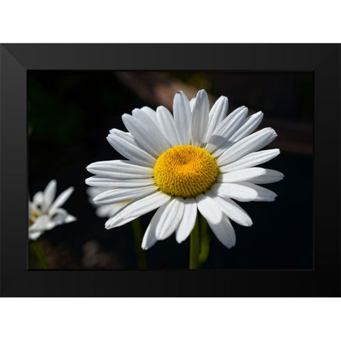 Flower 17 Black Modern Wood Framed Art Print by Lee, Rachel