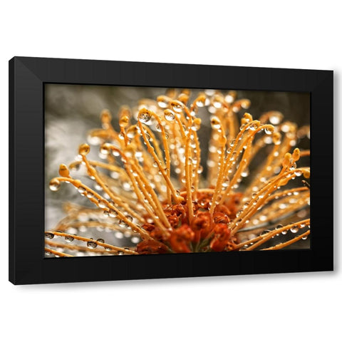 Flower 19 Black Modern Wood Framed Art Print by Lee, Rachel