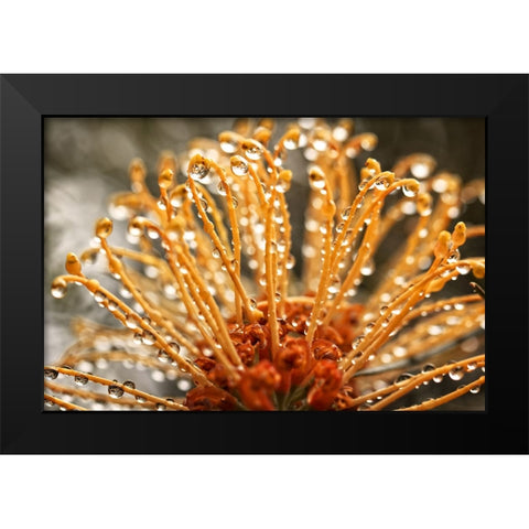 Flower 19 Black Modern Wood Framed Art Print by Lee, Rachel