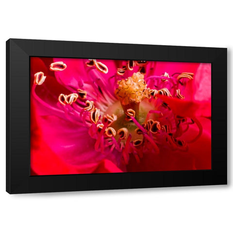 Flower 2 Black Modern Wood Framed Art Print by Lee, Rachel