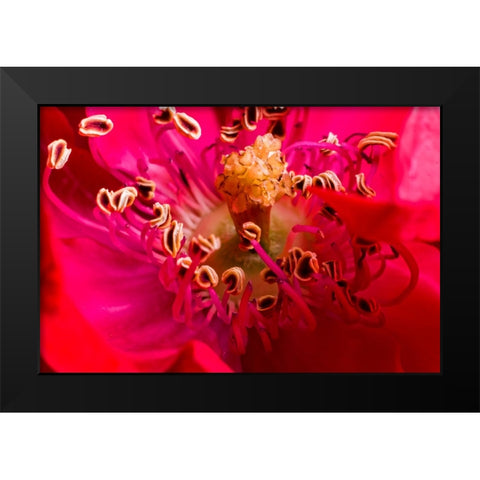 Flower 2 Black Modern Wood Framed Art Print by Lee, Rachel