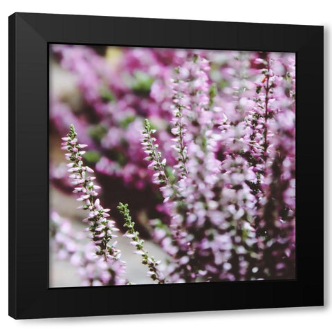 Flower 20 Black Modern Wood Framed Art Print by Lee, Rachel