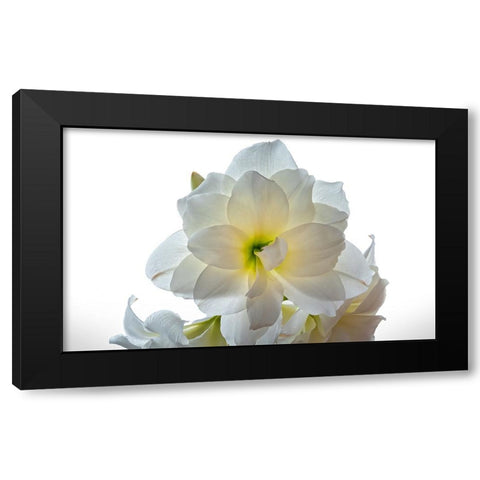 Flower 22 Black Modern Wood Framed Art Print with Double Matting by Lee, Rachel