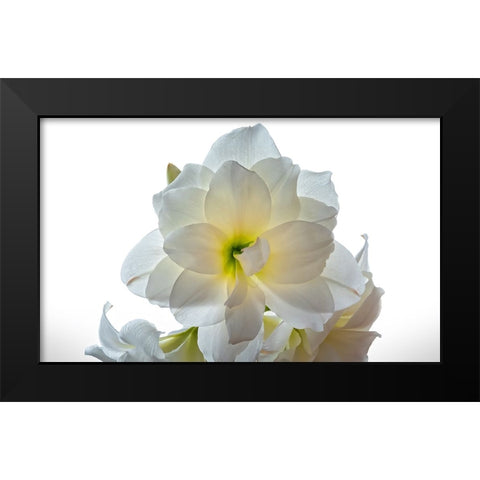 Flower 22 Black Modern Wood Framed Art Print by Lee, Rachel