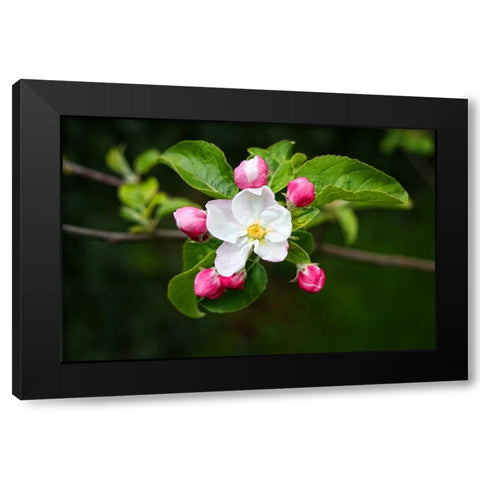 Flower 23 Black Modern Wood Framed Art Print with Double Matting by Lee, Rachel