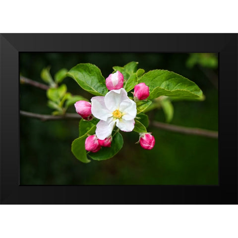 Flower 23 Black Modern Wood Framed Art Print by Lee, Rachel