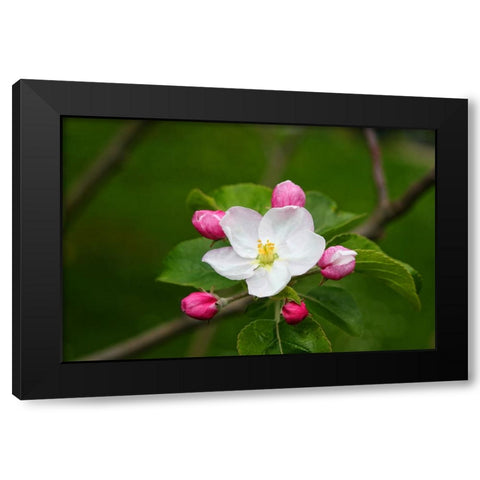 Flower 24 Black Modern Wood Framed Art Print with Double Matting by Lee, Rachel