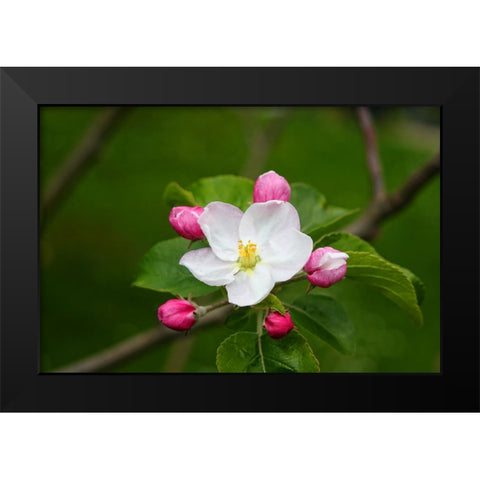 Flower 24 Black Modern Wood Framed Art Print by Lee, Rachel