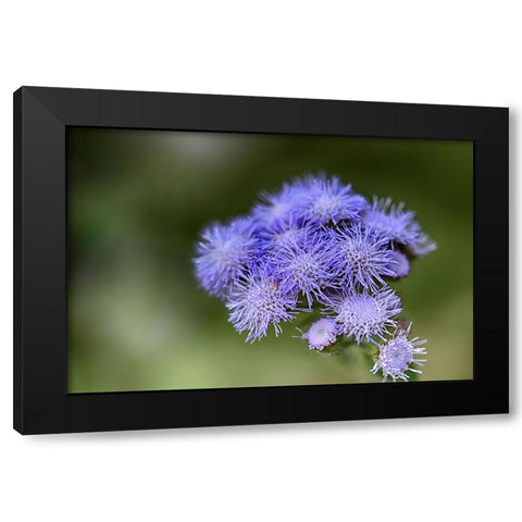 Flower 27 Black Modern Wood Framed Art Print by Lee, Rachel