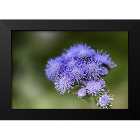 Flower 27 Black Modern Wood Framed Art Print by Lee, Rachel