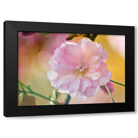 Flower 28 Black Modern Wood Framed Art Print with Double Matting by Lee, Rachel