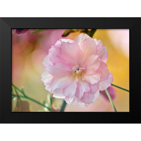 Flower 28 Black Modern Wood Framed Art Print by Lee, Rachel
