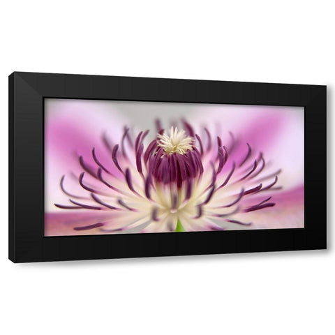 Flower 31 Black Modern Wood Framed Art Print with Double Matting by Lee, Rachel