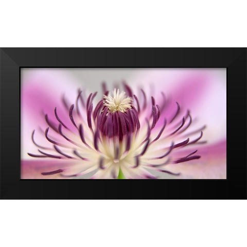 Flower 31 Black Modern Wood Framed Art Print by Lee, Rachel