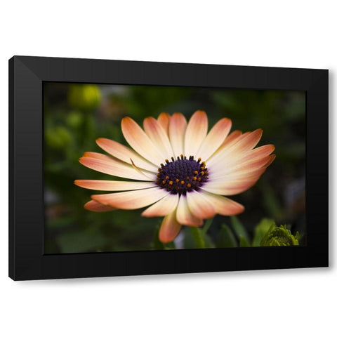 Flower 35 Black Modern Wood Framed Art Print with Double Matting by Lee, Rachel