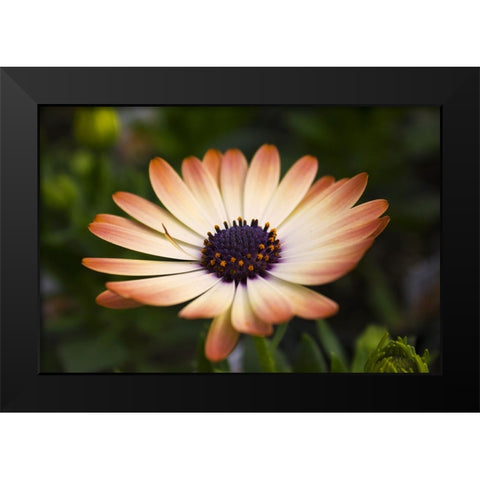 Flower 35 Black Modern Wood Framed Art Print by Lee, Rachel