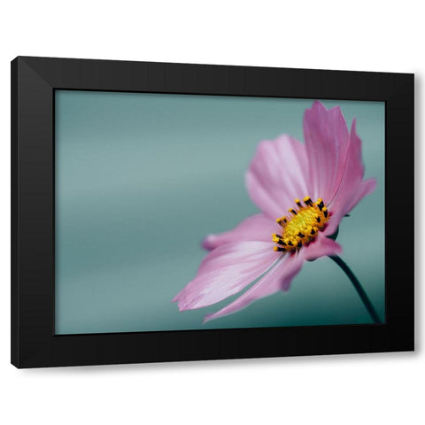 Flower 36 Black Modern Wood Framed Art Print with Double Matting by Lee, Rachel