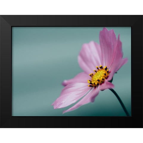 Flower 36 Black Modern Wood Framed Art Print by Lee, Rachel