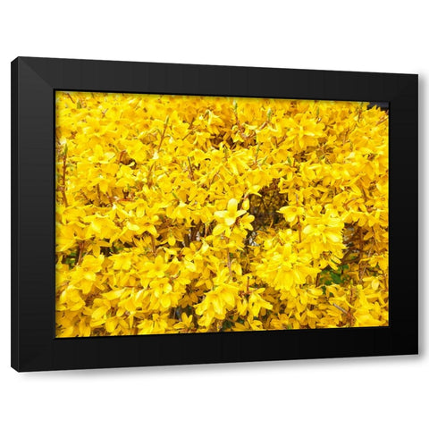 Flower 38 Black Modern Wood Framed Art Print with Double Matting by Lee, Rachel