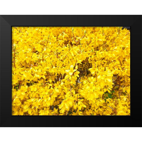 Flower 38 Black Modern Wood Framed Art Print by Lee, Rachel
