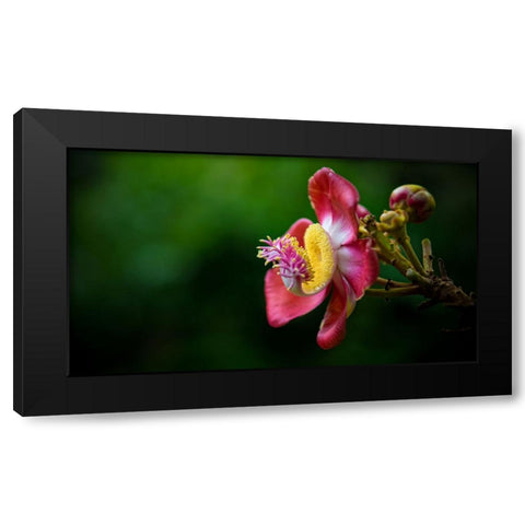 Flower 5 Black Modern Wood Framed Art Print with Double Matting by Lee, Rachel