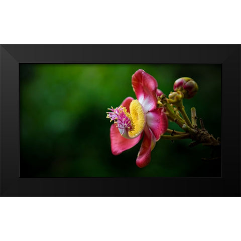 Flower 5 Black Modern Wood Framed Art Print by Lee, Rachel