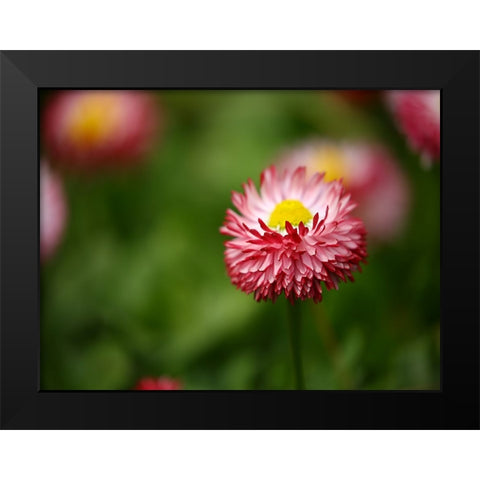 Flower 51 Black Modern Wood Framed Art Print by Lee, Rachel