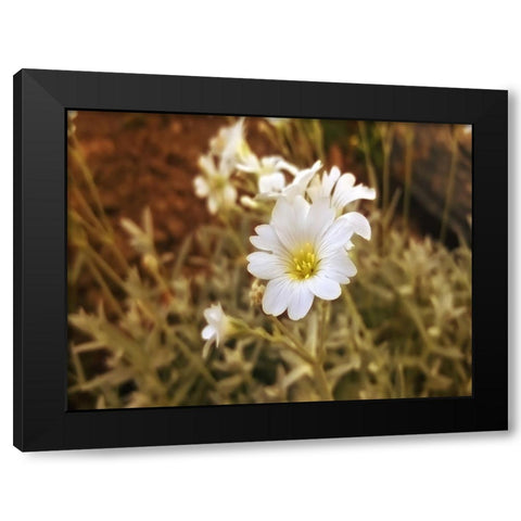 Flower 52 Black Modern Wood Framed Art Print with Double Matting by Lee, Rachel