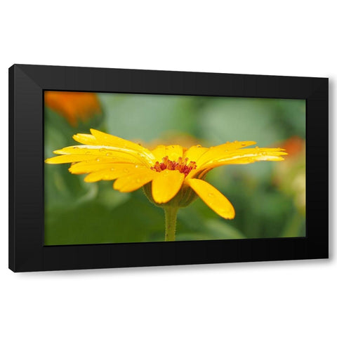 Flower 57 Black Modern Wood Framed Art Print by Lee, Rachel