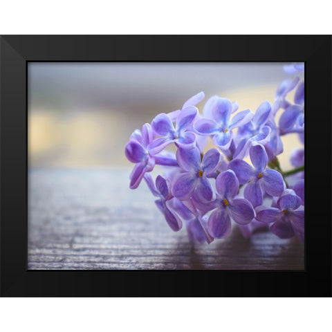 Flower 63 Black Modern Wood Framed Art Print by Lee, Rachel
