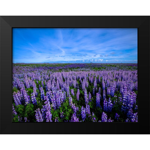 Flower 64 Black Modern Wood Framed Art Print by Lee, Rachel