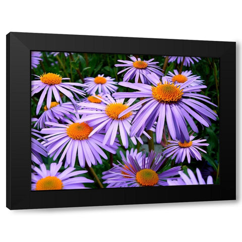 Flower 69 Black Modern Wood Framed Art Print with Double Matting by Lee, Rachel