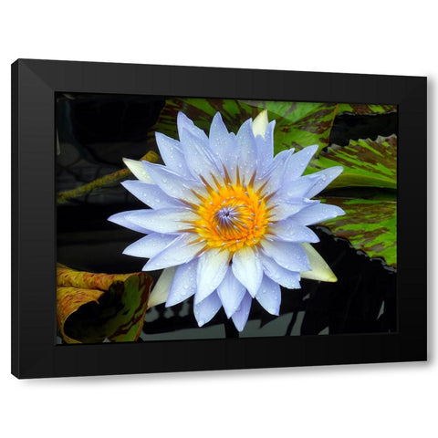 Flower 7 Black Modern Wood Framed Art Print by Lee, Rachel