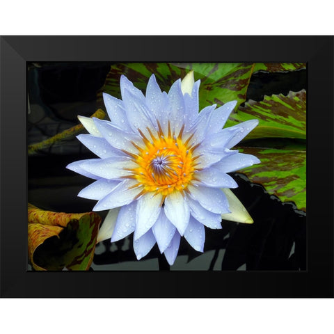 Flower 7 Black Modern Wood Framed Art Print by Lee, Rachel