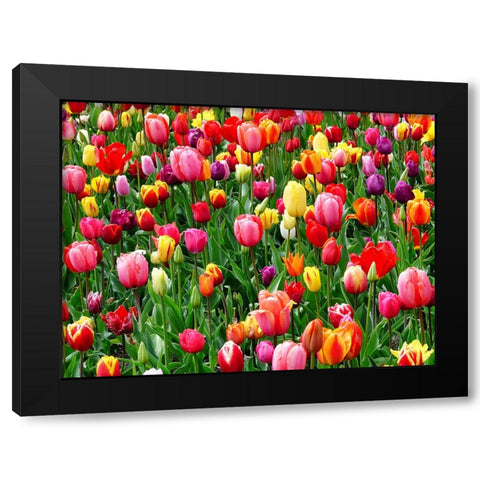 Flower 73 Black Modern Wood Framed Art Print with Double Matting by Lee, Rachel