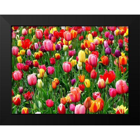 Flower 73 Black Modern Wood Framed Art Print by Lee, Rachel