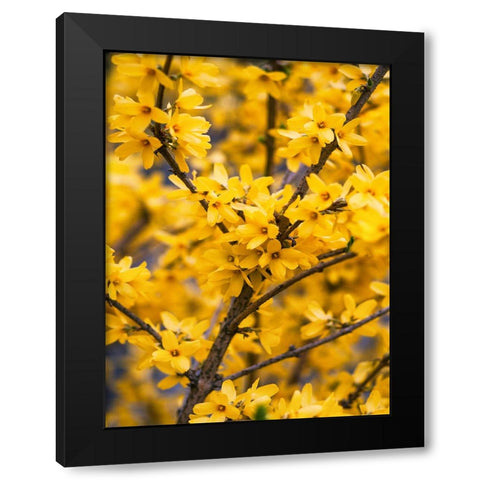 Flower 77 Black Modern Wood Framed Art Print with Double Matting by Lee, Rachel