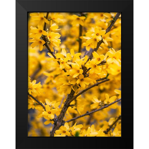 Flower 77 Black Modern Wood Framed Art Print by Lee, Rachel