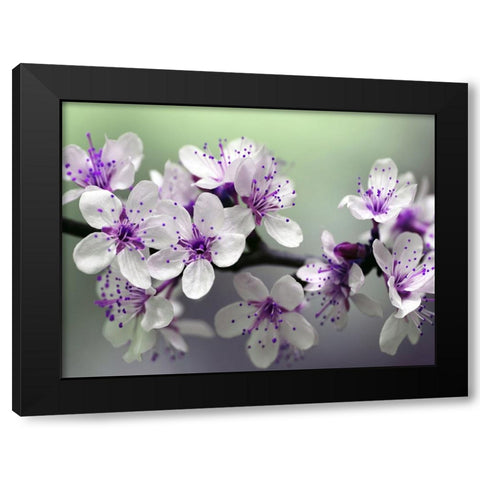 Flower 79 Black Modern Wood Framed Art Print by Lee, Rachel